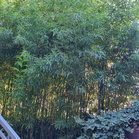 Behagliche In Mit Terrasse Und Grill Lejlighed *